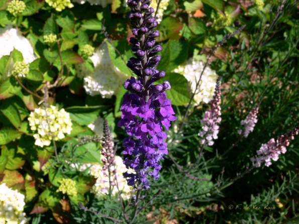 Bois des Moutiers (73) Juin 2012